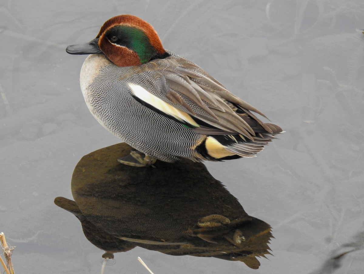 Green-winged Teal (Eurasian) - ML301775991