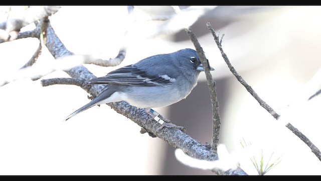 Gran Canaria Blue Chaffinch - ML301776571