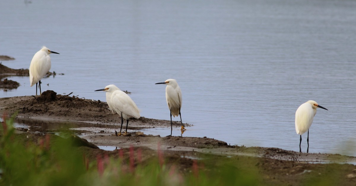 Snowy Egret - ML30177701