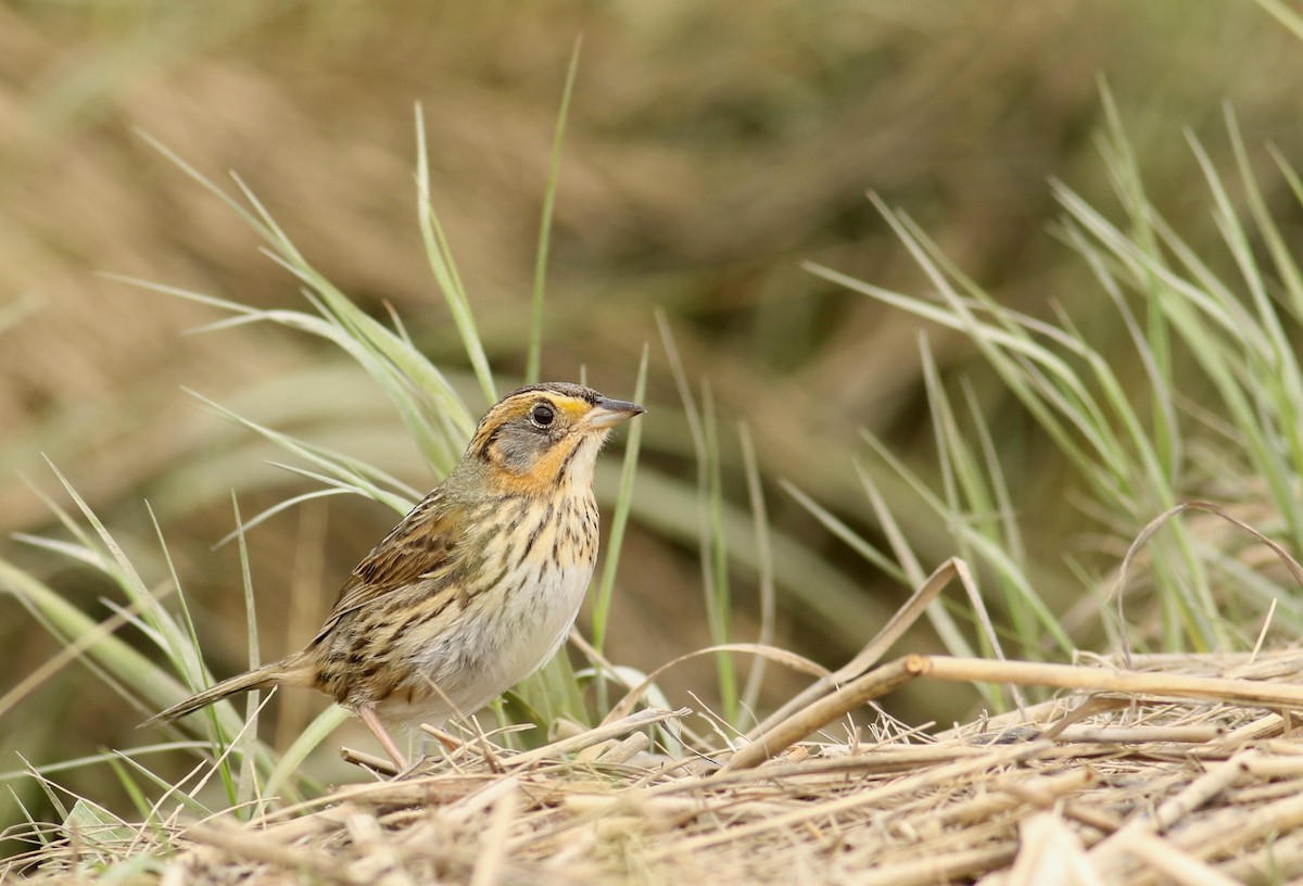 Saltmarsh Sparrow - Nathan Dubrow