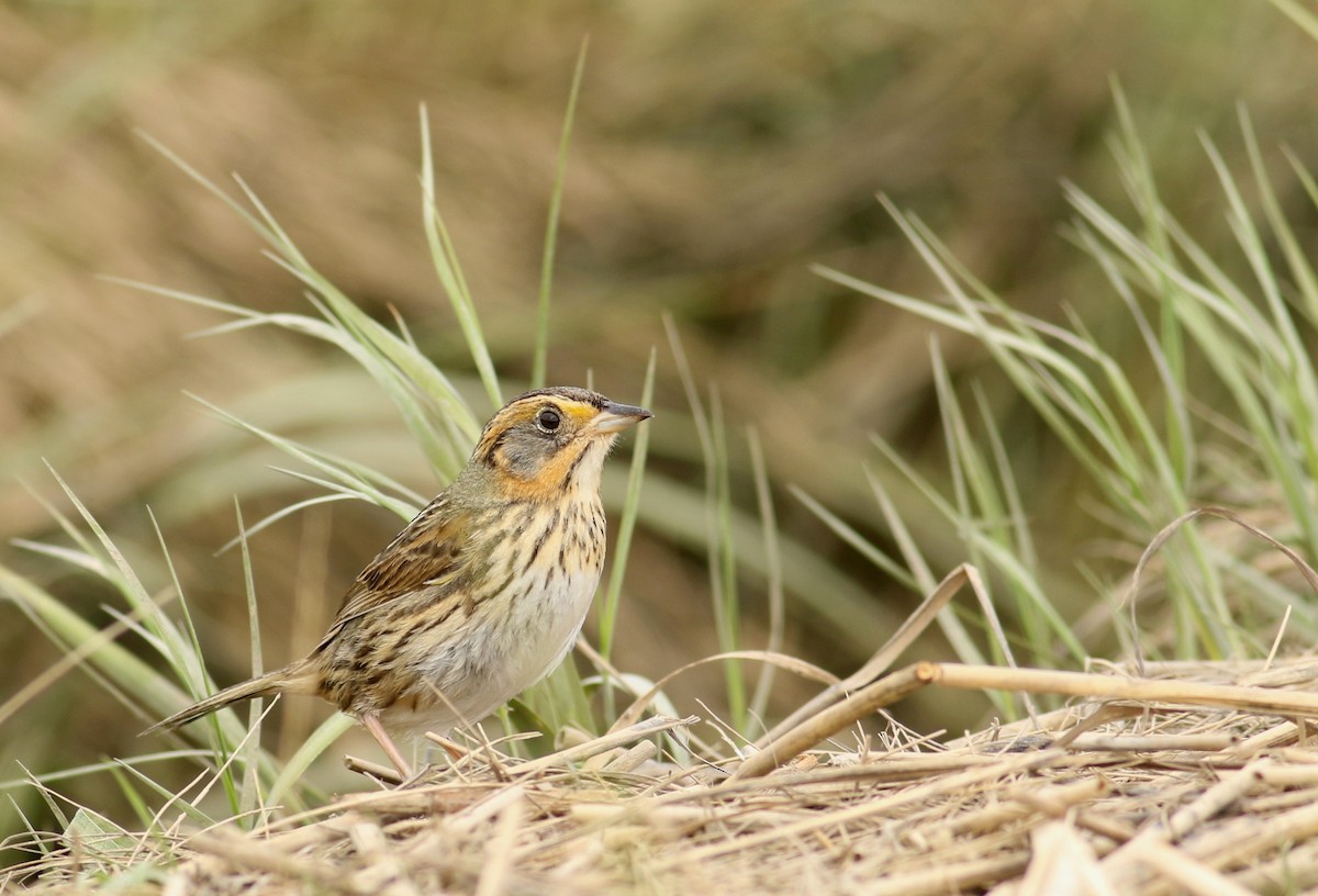 Saltmarsh Sparrow - ML30177911