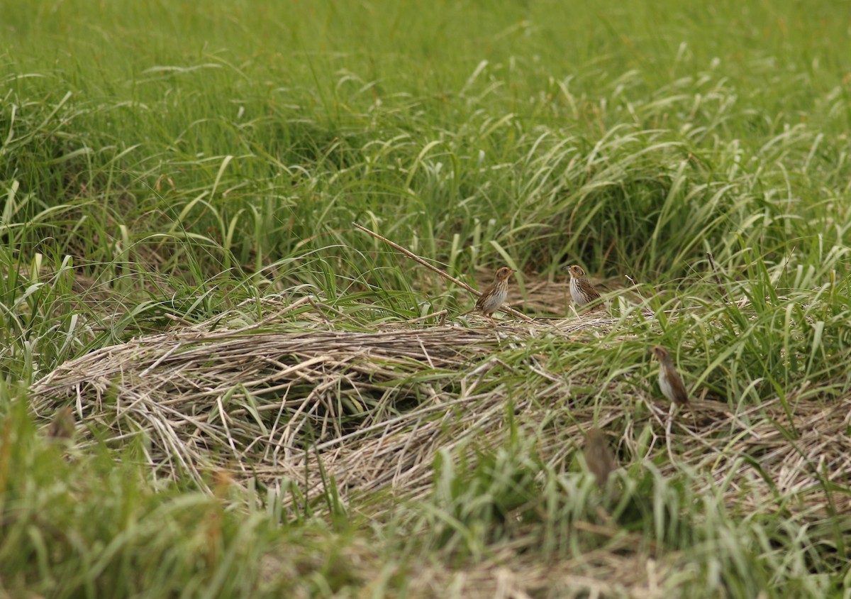 Saltmarsh Sparrow - ML30177941