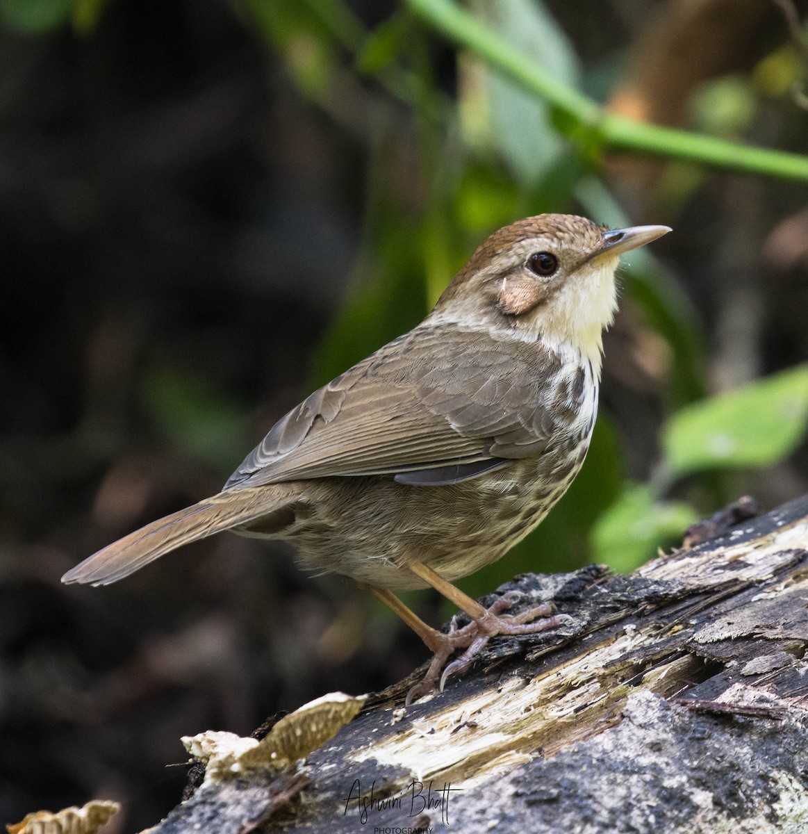 Puff-throated Babbler - Ashwini Bhatt