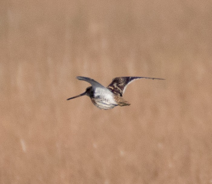 Common Snipe - Thomas Job