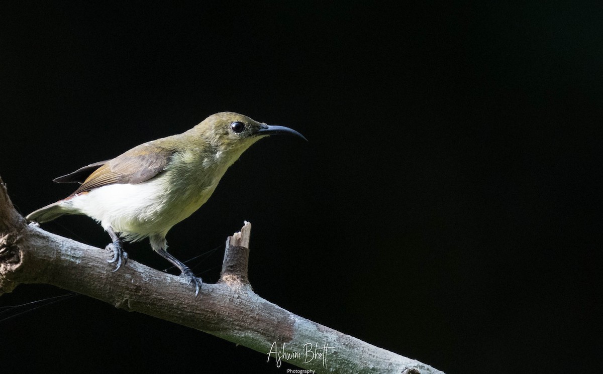 Crimson-backed Sunbird - ML301779761