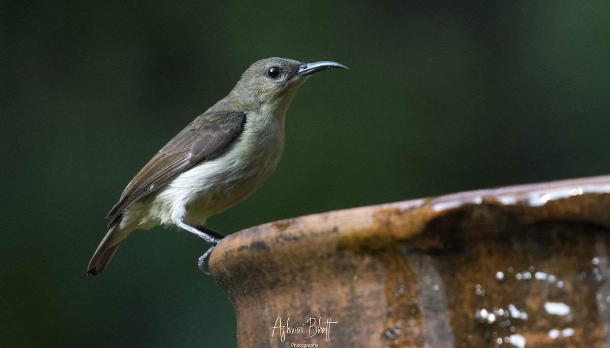 Crimson-backed Sunbird - ML301779811