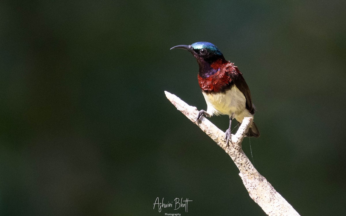 Crimson-backed Sunbird - ML301779831