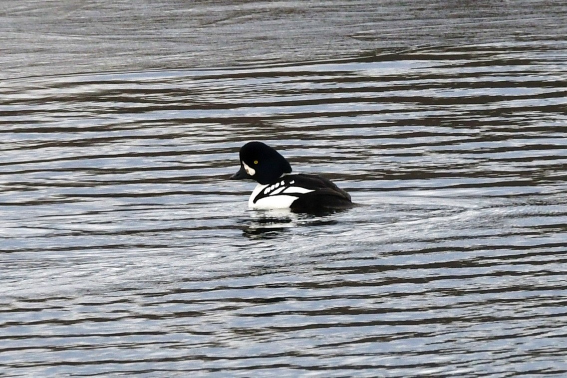 Barrow's Goldeneye - Maha Katnani