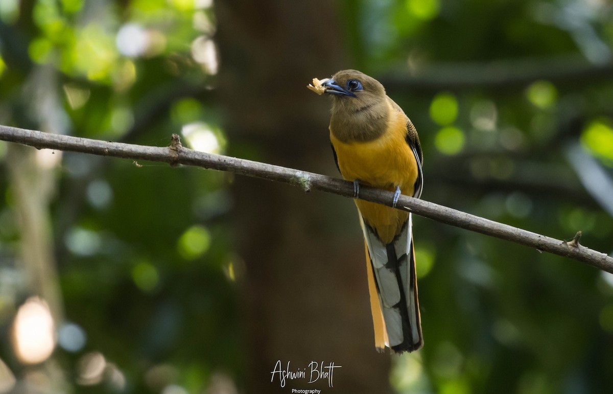 Malabar Trogon - ML301780981