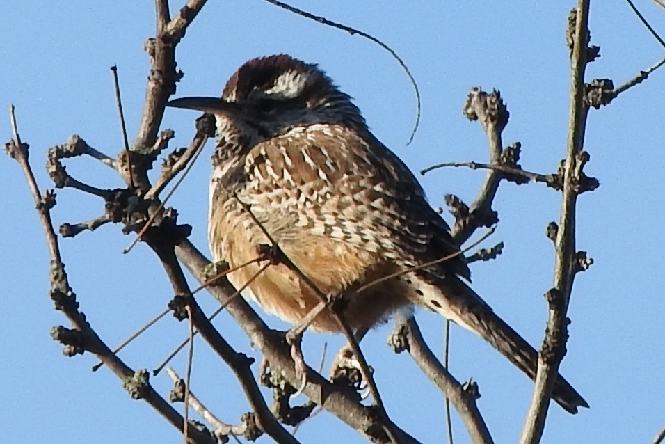 střízlík kaktusový - ML301783781