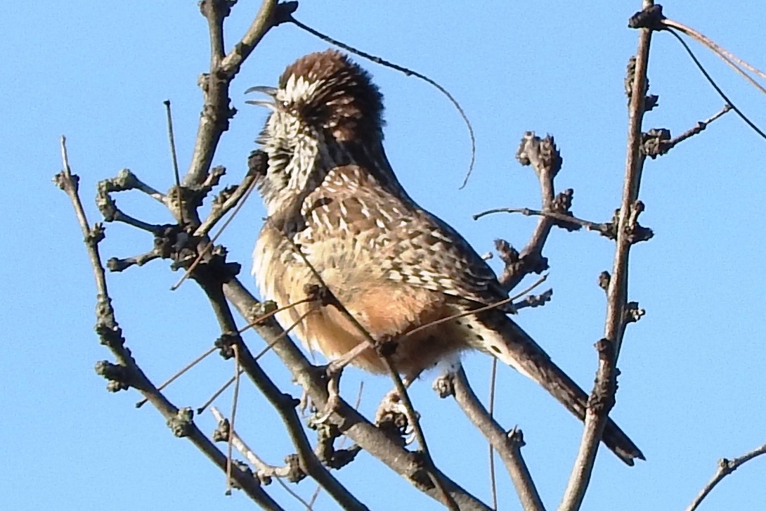 Cucarachero Desértico - ML301783801