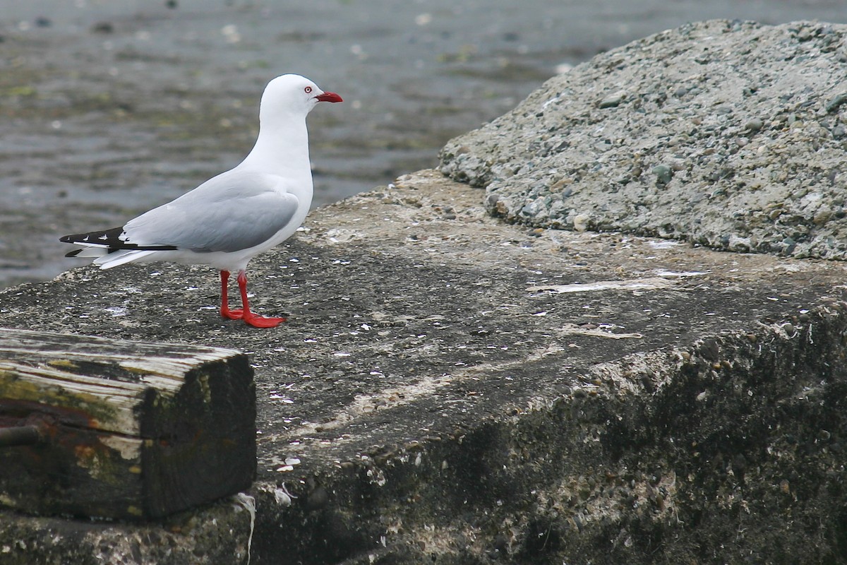 Mouette argentée (scopulinus) - ML301784691