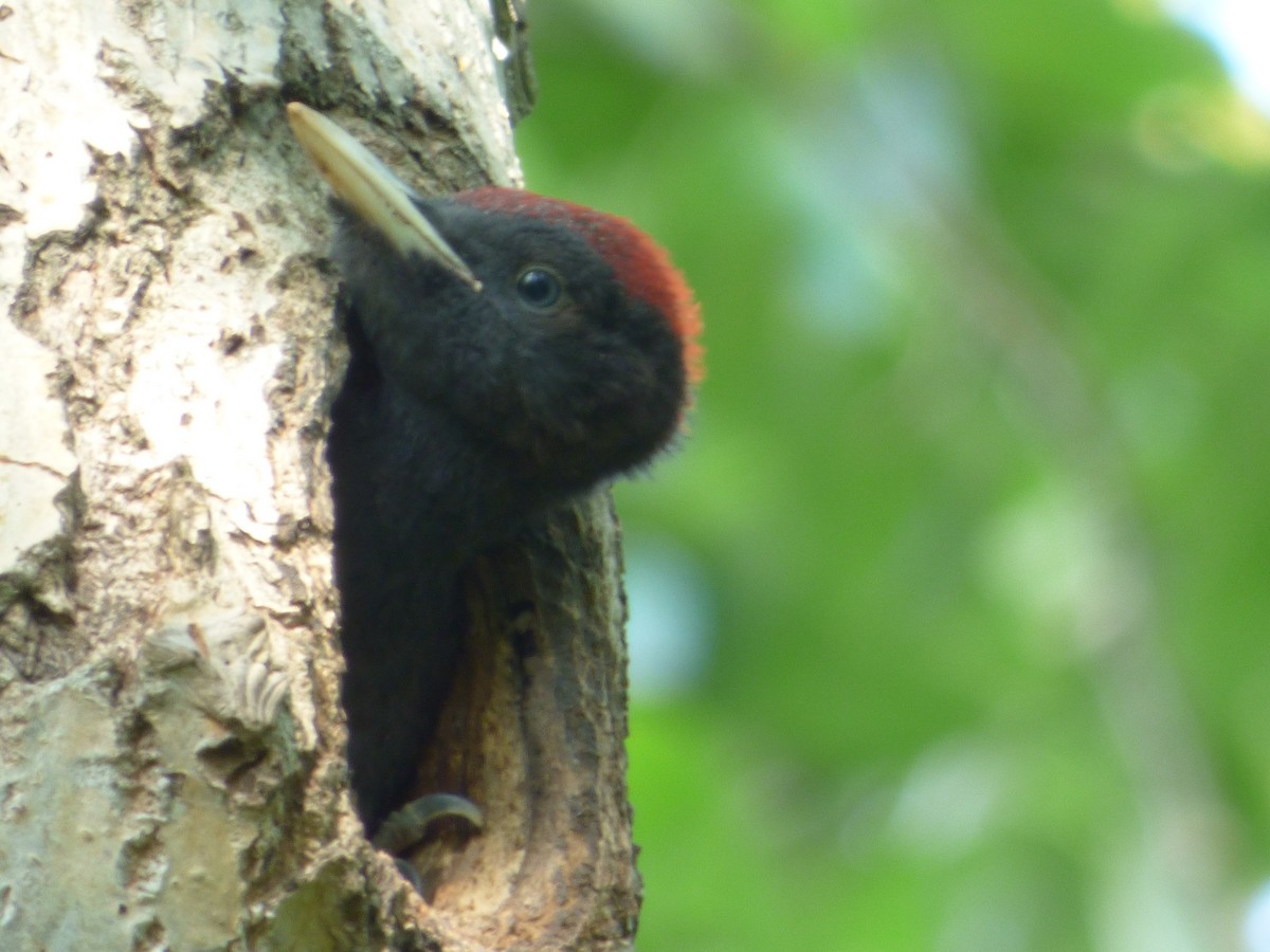 Black Woodpecker - ML30178611