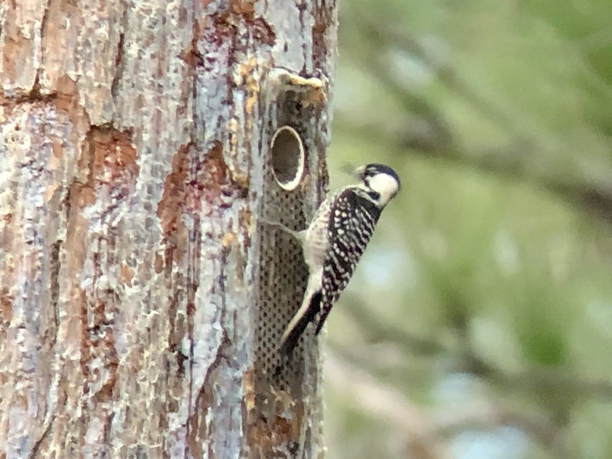 Red-cockaded Woodpecker - ML301786191