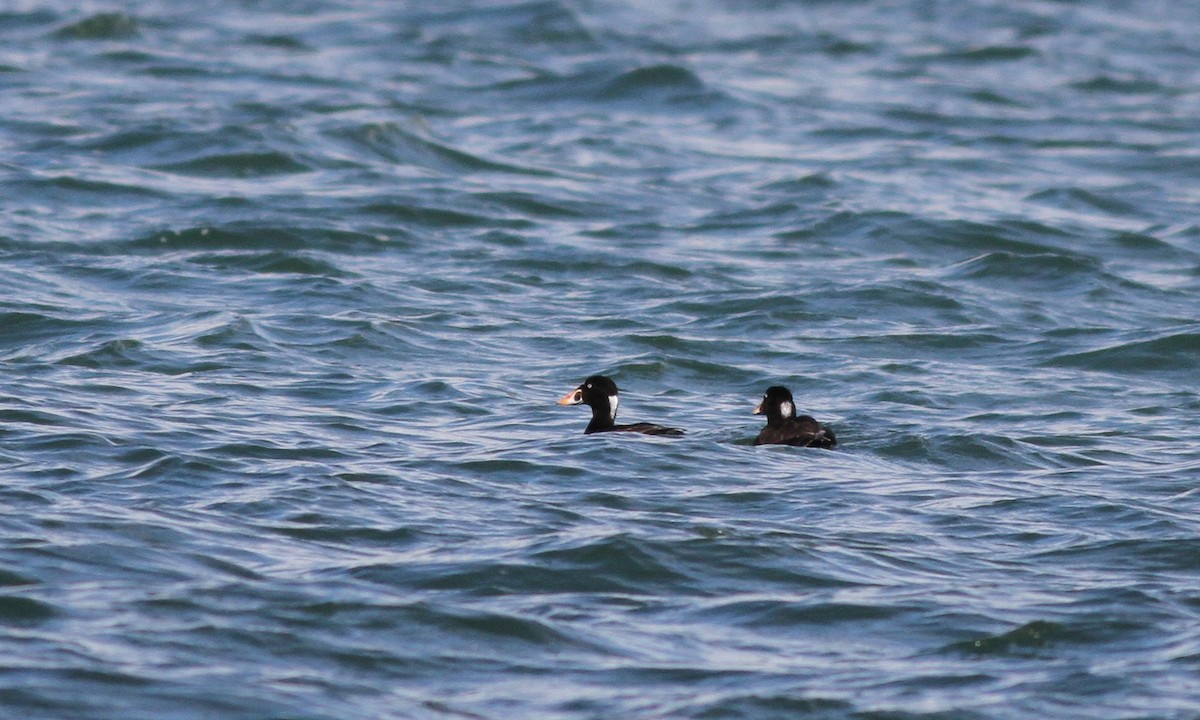 Surf Scoter - Drew Weber