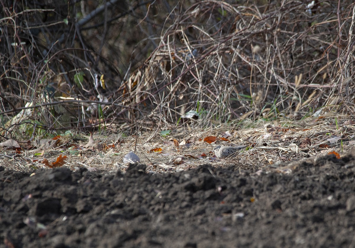 Common Ground Dove - ML301787301