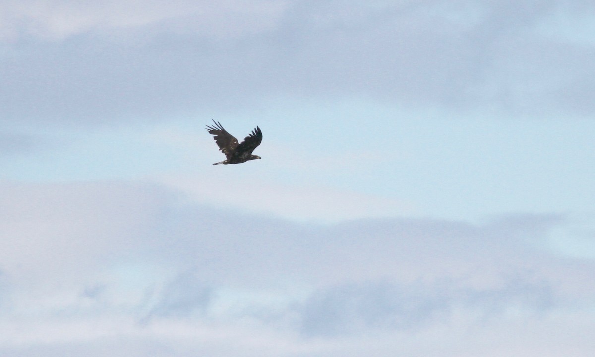 Bald Eagle - ML30178741