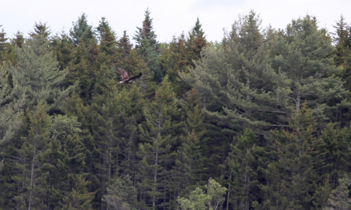 Bald Eagle - ML30178751