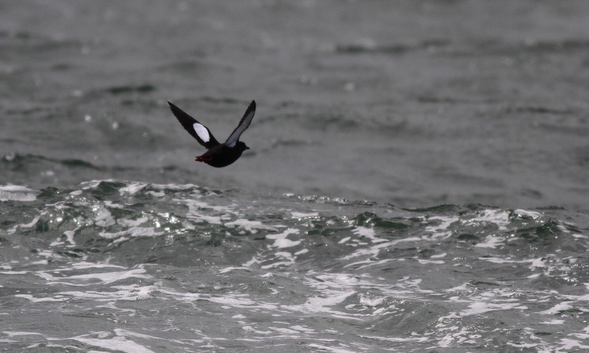 Black Guillemot - Drew Weber