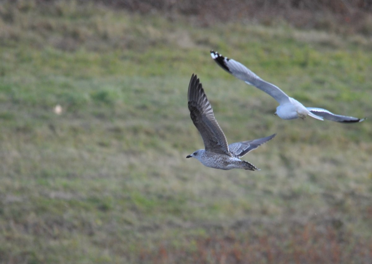 Lesser Black-backed Gull - ML301787741