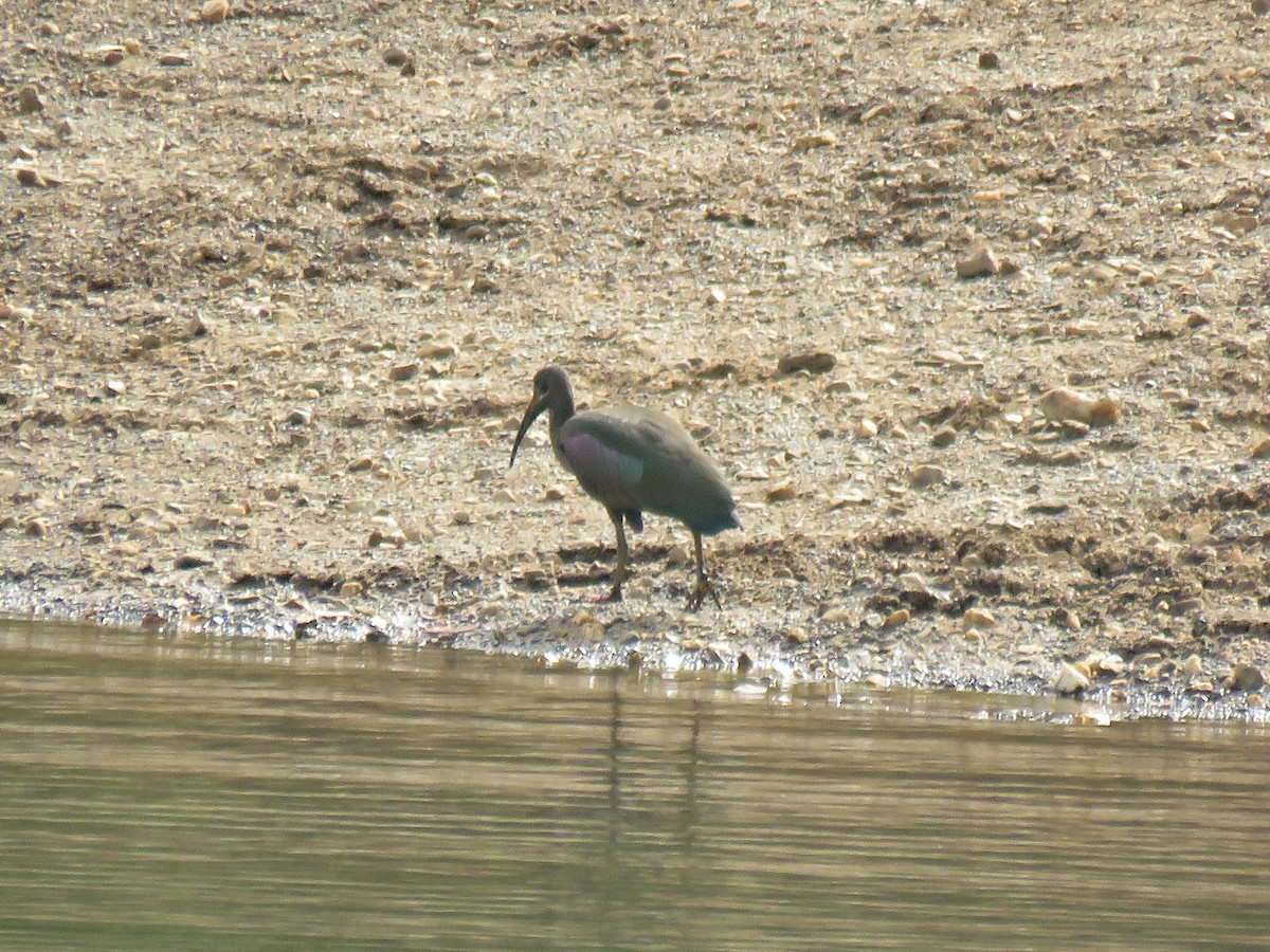 Hadada Ibis - ML301792051