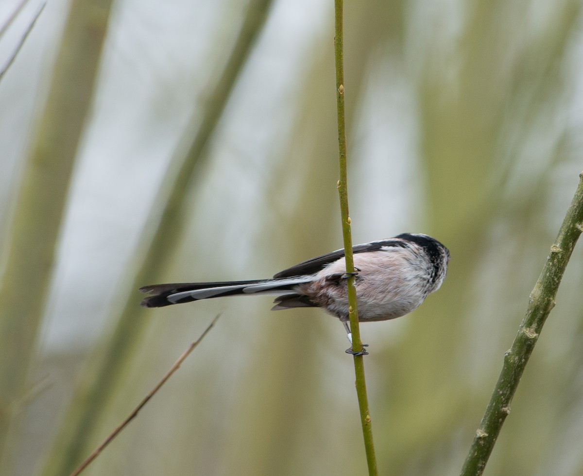 Long-tailed Tit - William Stephens