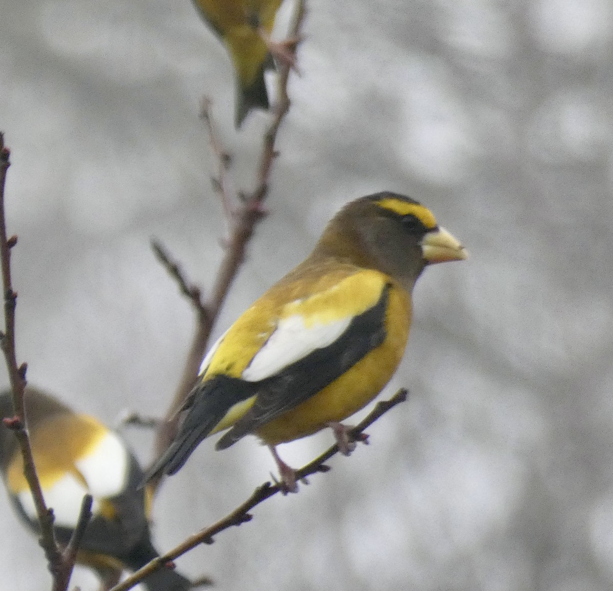 Evening Grosbeak - ML301792301