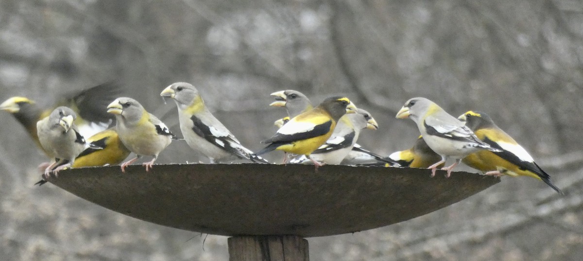 Evening Grosbeak - ML301792541