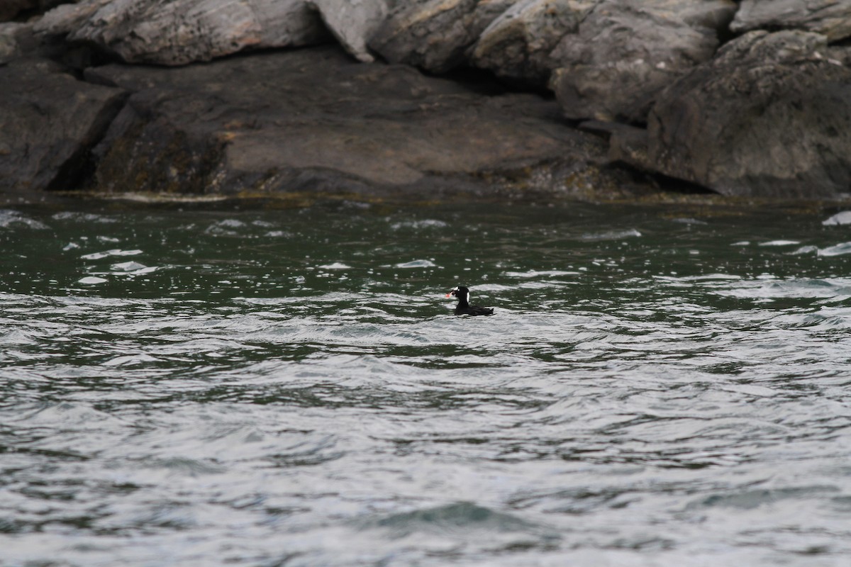 Surf Scoter - ML30179301