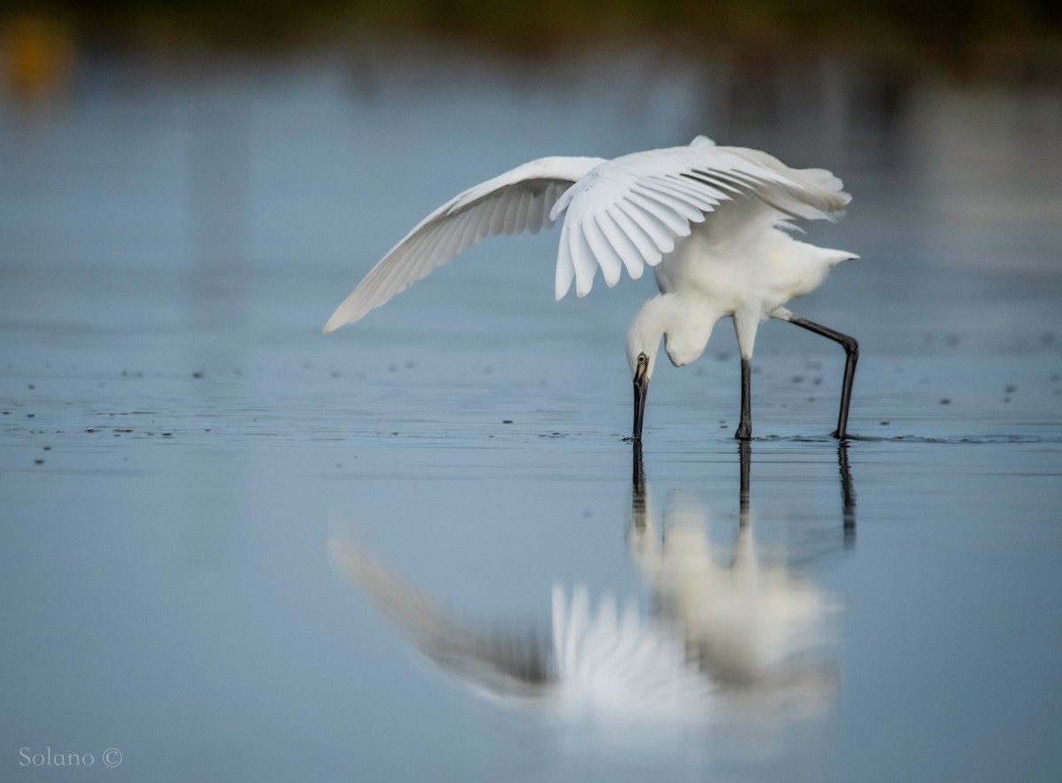 Reddish Egret - ML301793351