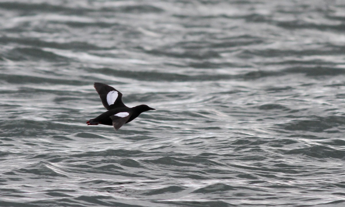 Black Guillemot - ML30179371