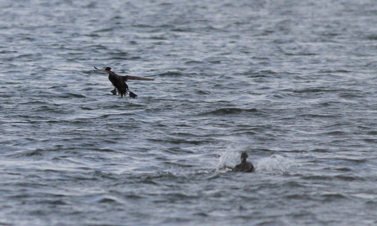 Surf Scoter - ML30179411