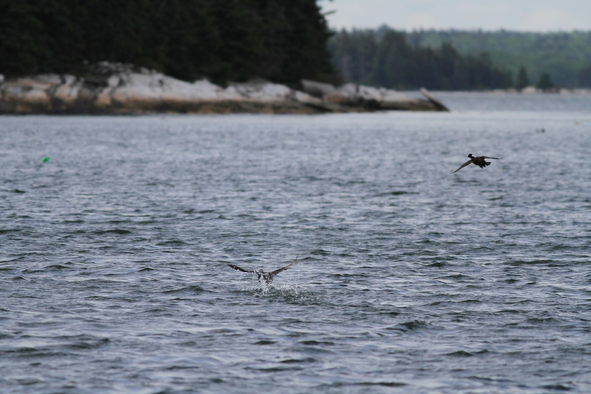 Surf Scoter - ML30179431