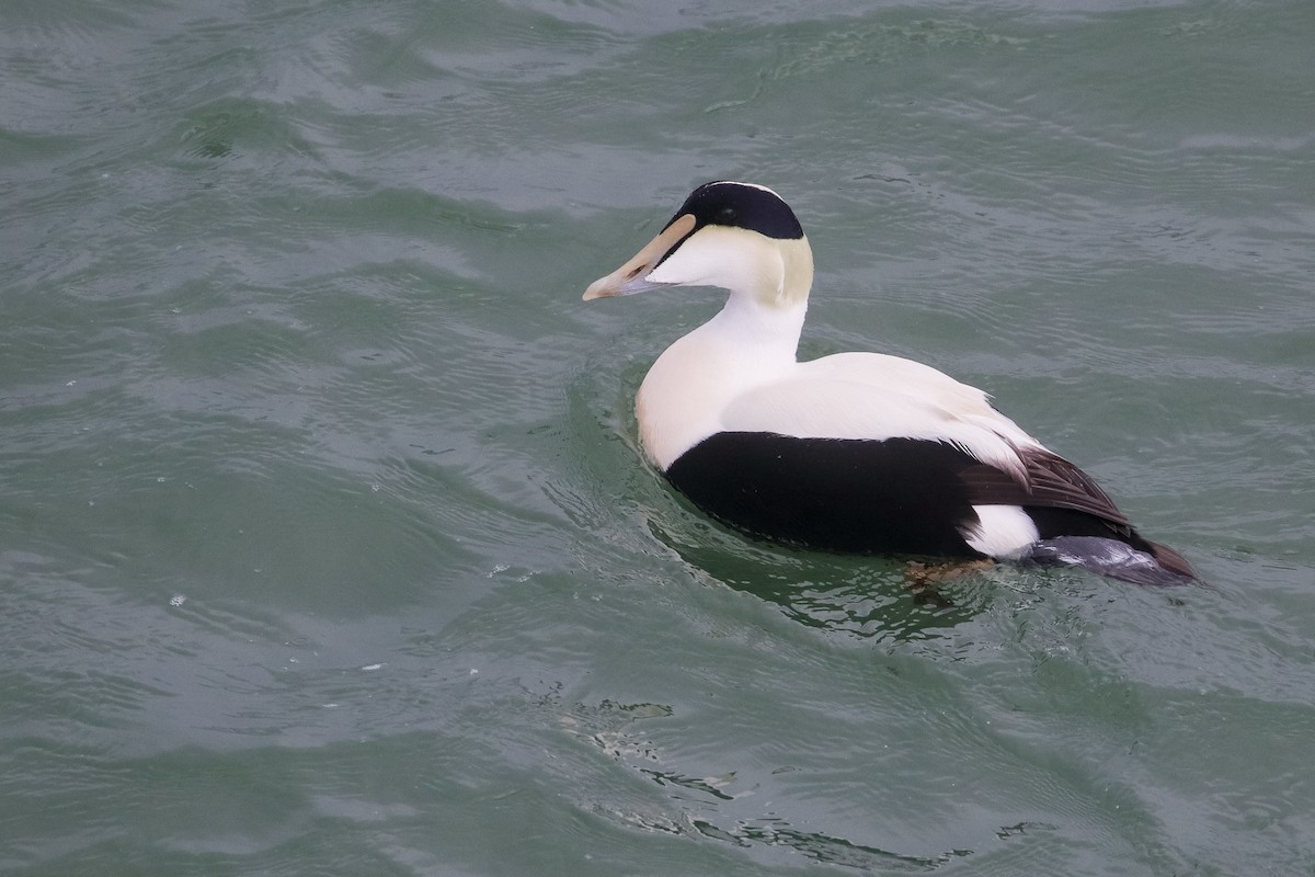 Common Eider - Martina Nordstrand