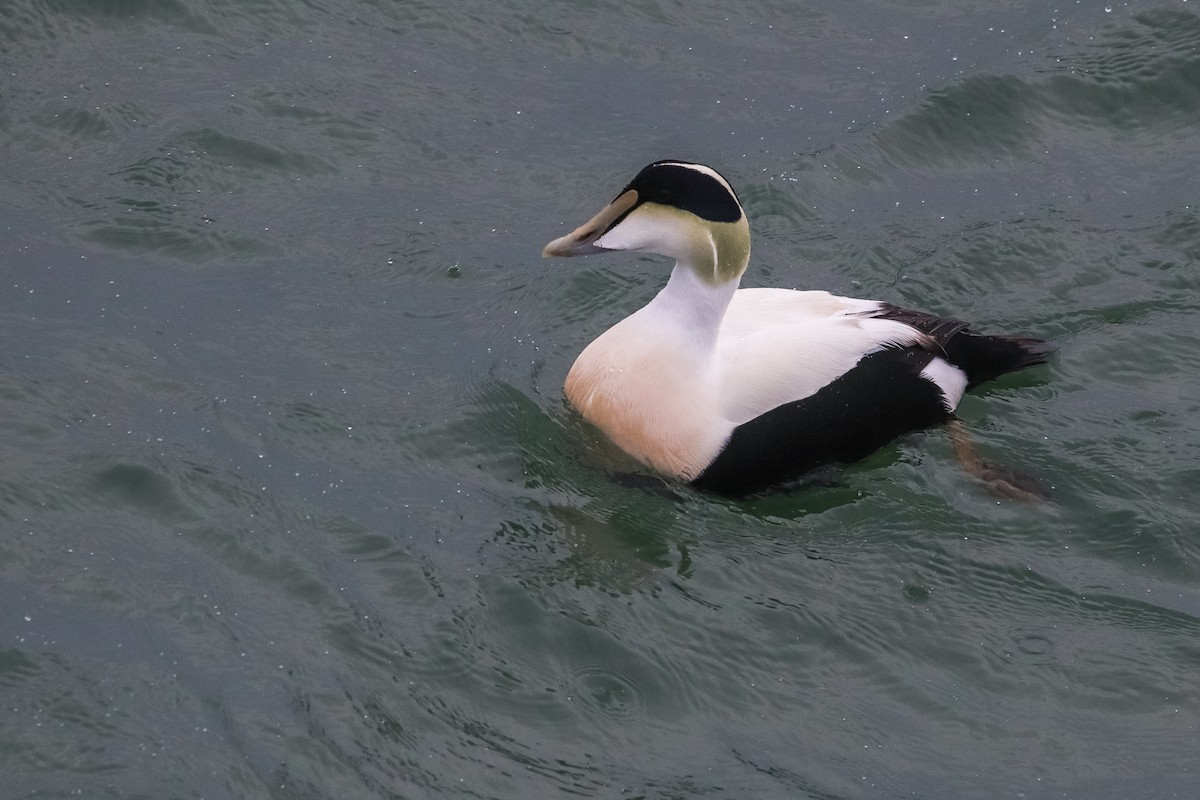 Common Eider - Martina Nordstrand