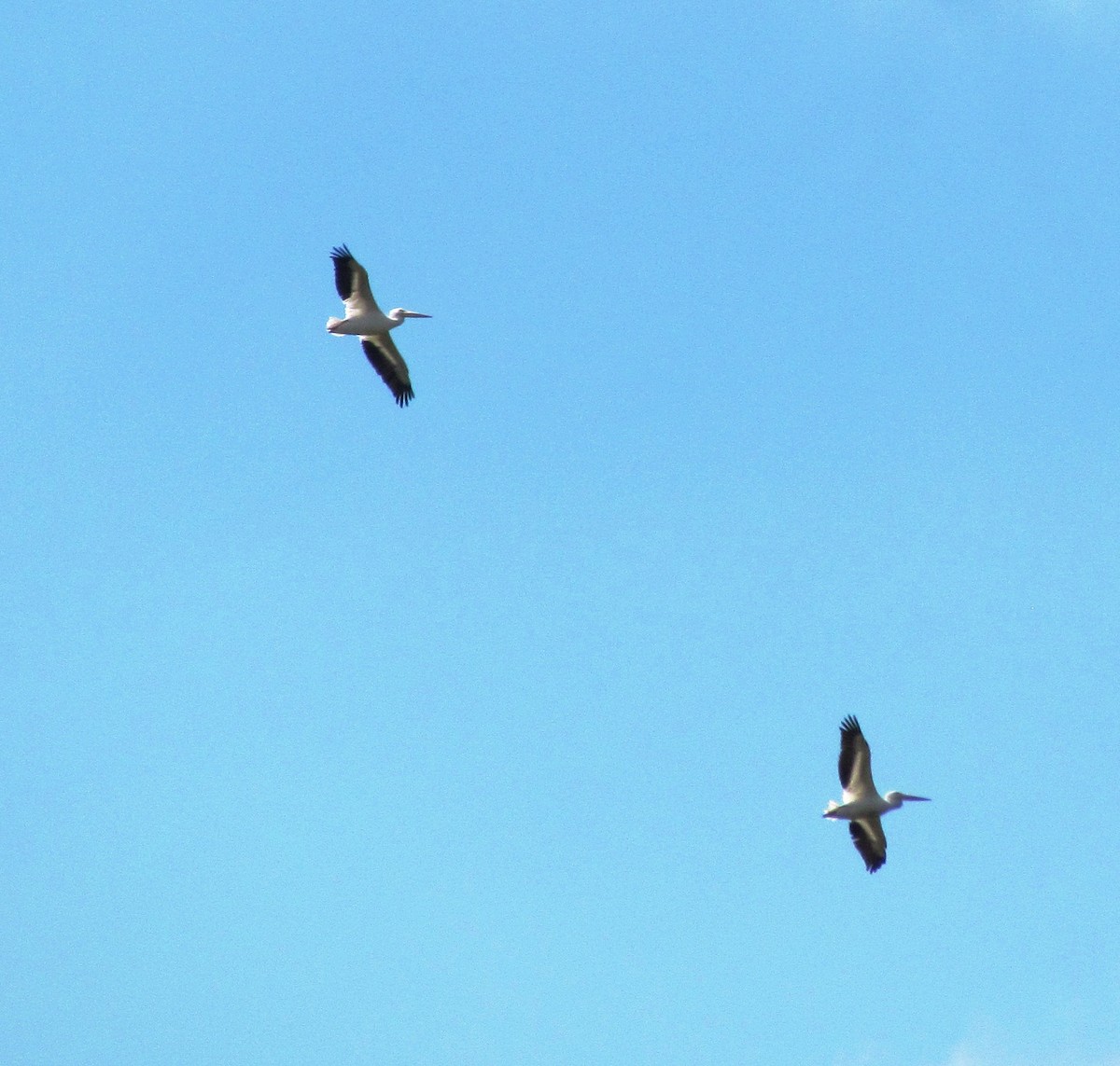 American White Pelican - ML301796641