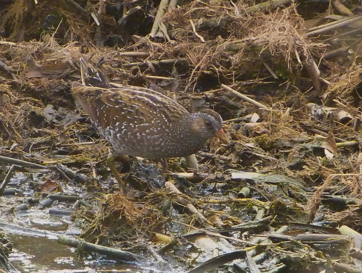 Spotted Crake - ML301797061