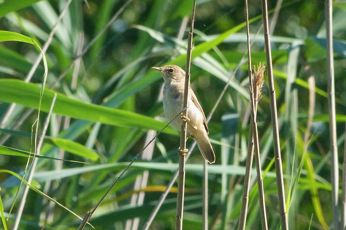 Common Reed Warbler - Matteo Brambilla