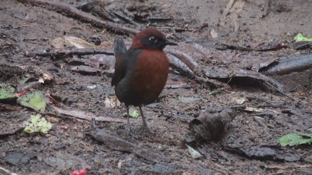 Rufous-breasted Antthrush - ML301799491