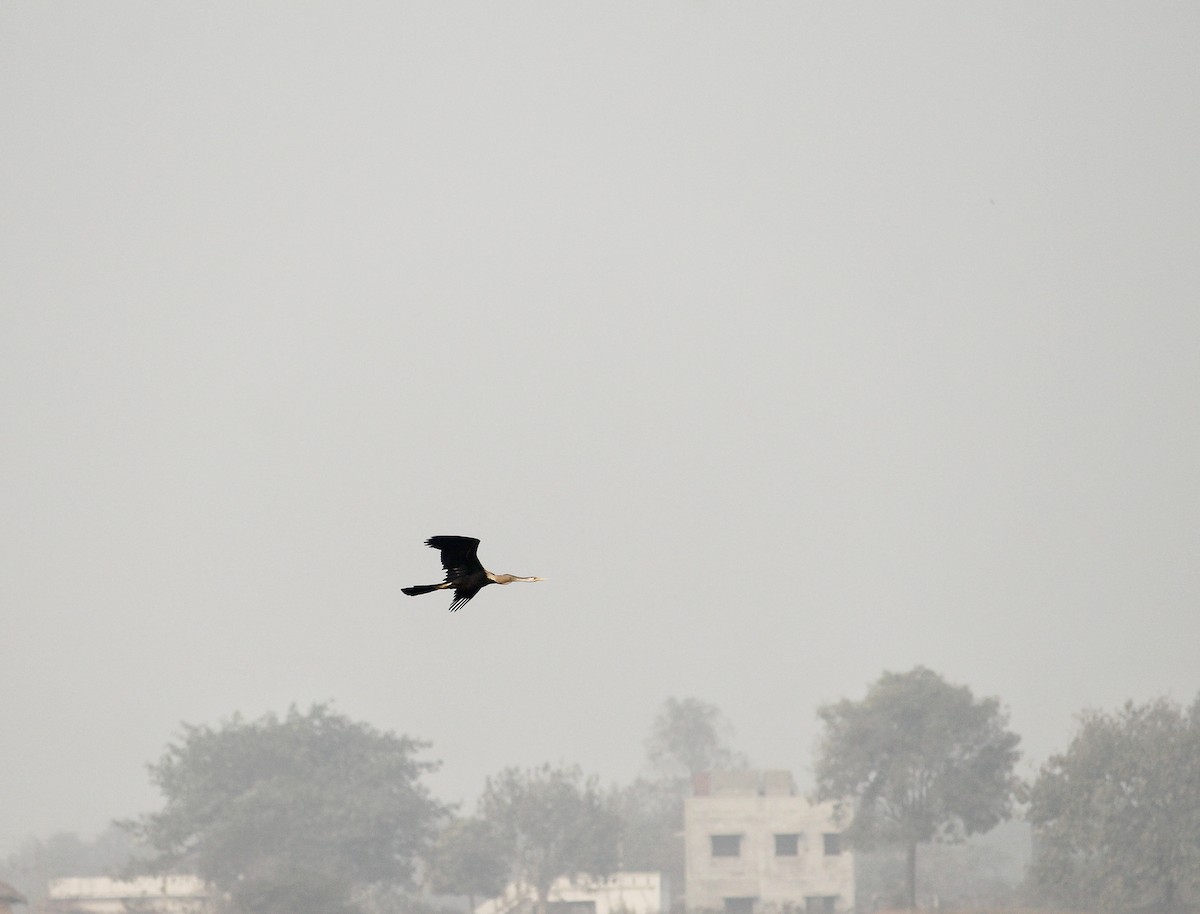 Oriental Darter - ML301800471