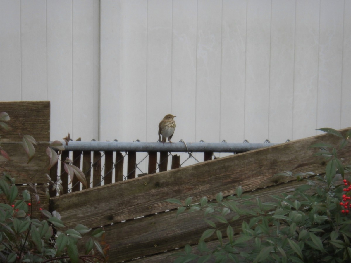 Hermit Thrush - ML301800791