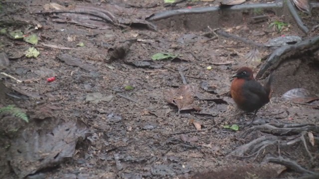 Rufous-breasted Antthrush - ML301800831