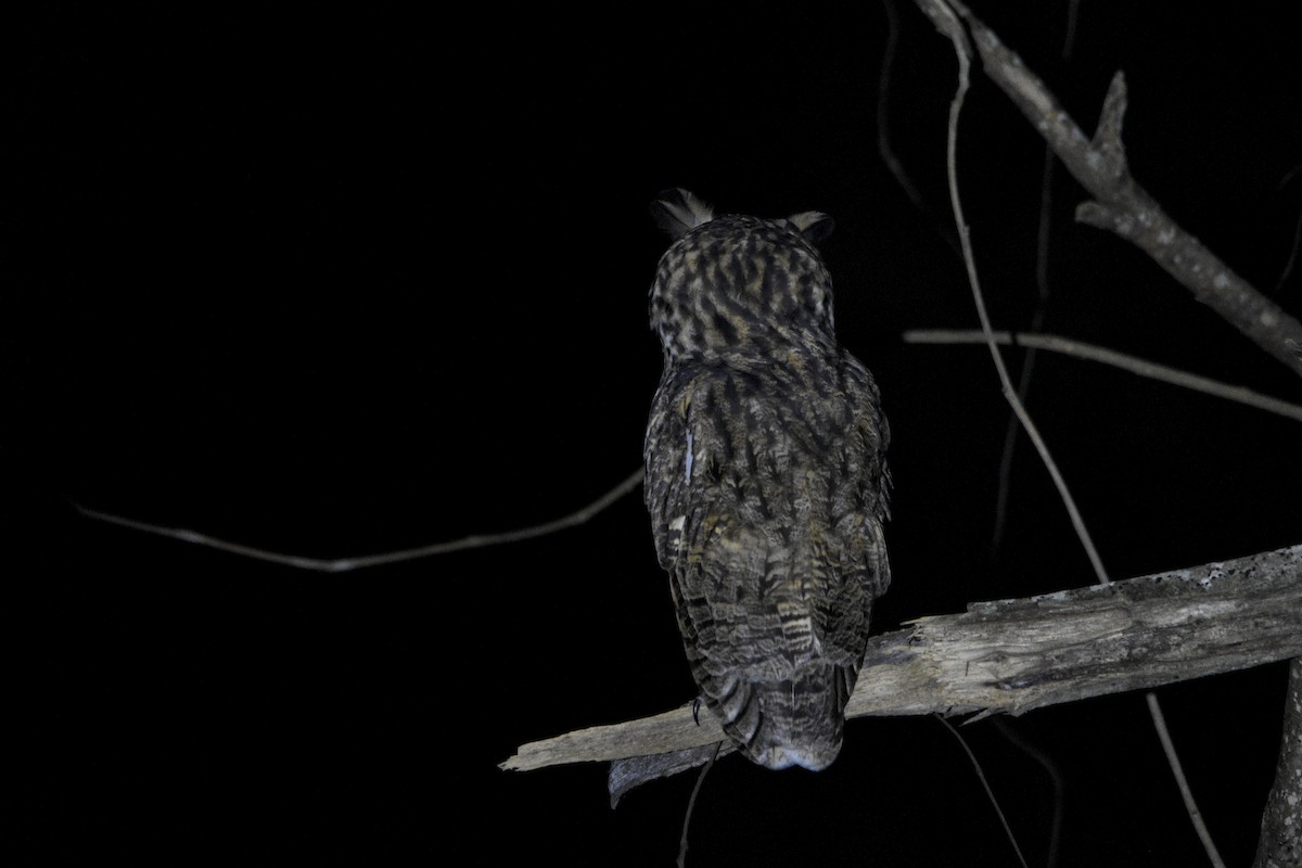 Striped Owl - ML301801431