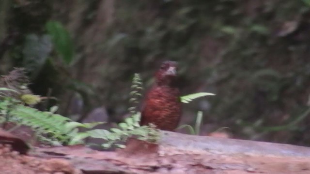 Giant Antpitta - ML301801951