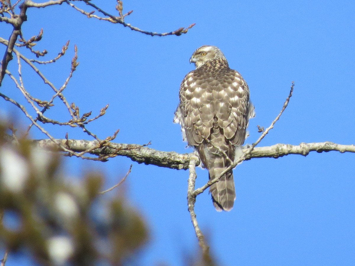 American Goshawk - Tom Wheatley