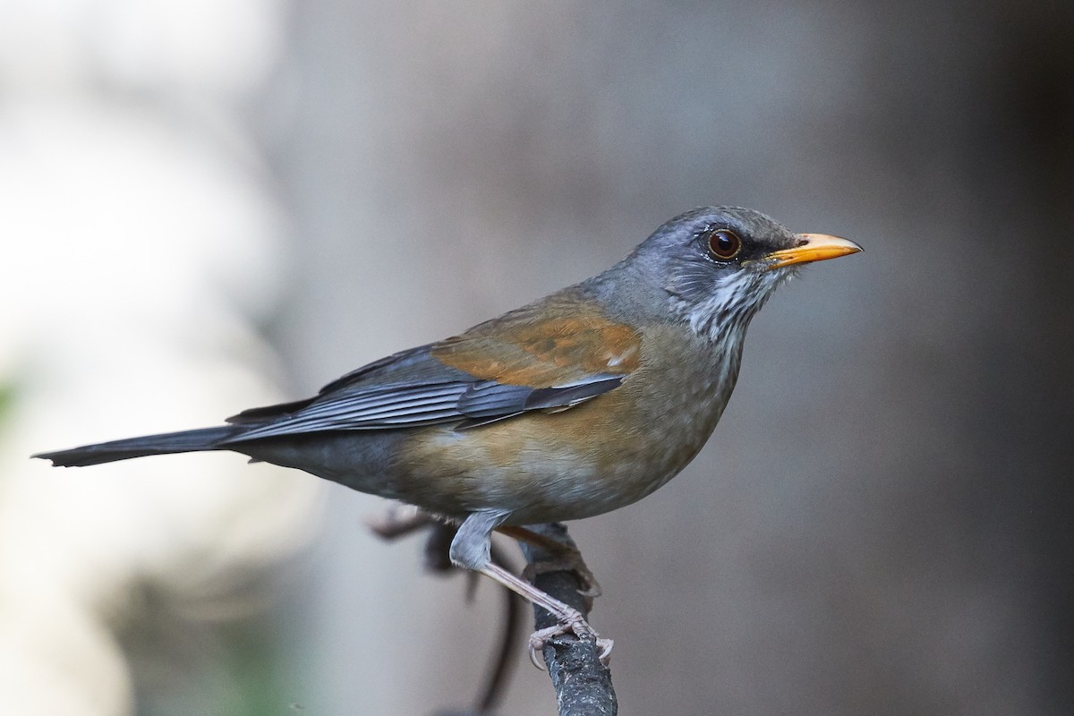 Rufous-backed Robin (Grayson's) - ML301803571