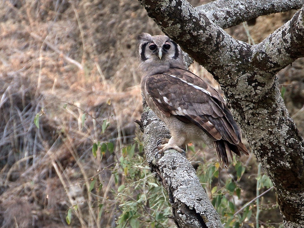 Verreaux's Eagle-Owl - ML301804791