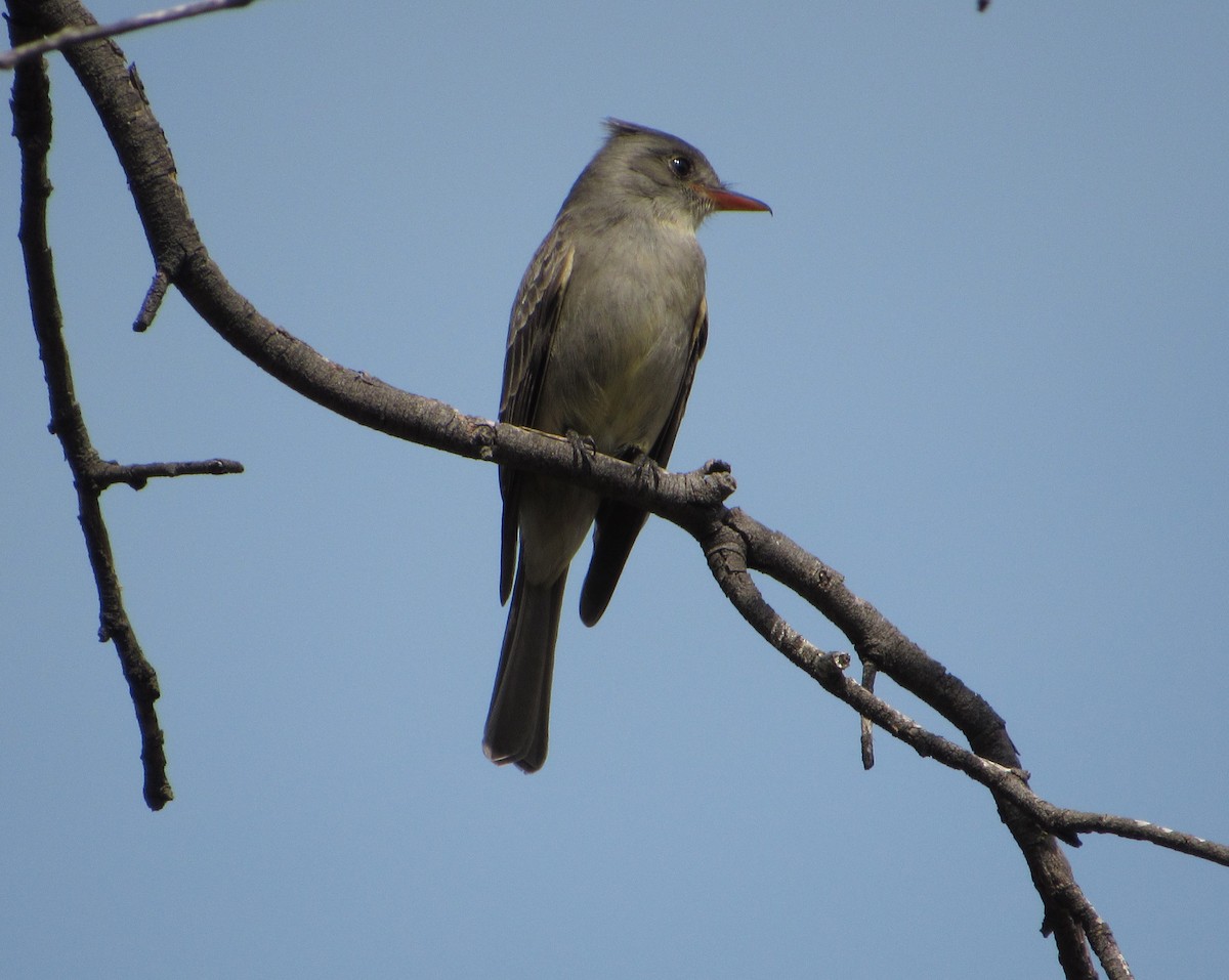 Greater Pewee - ML301806071