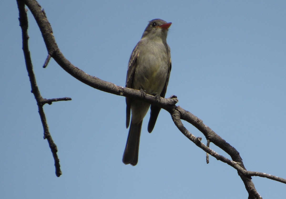 Greater Pewee - ML301806081