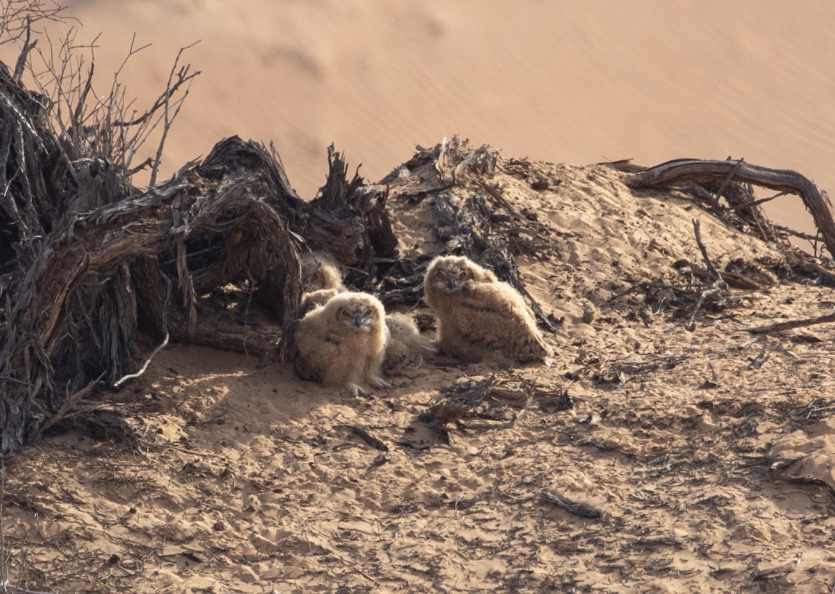 Pharaoh Eagle-Owl - ML301806201